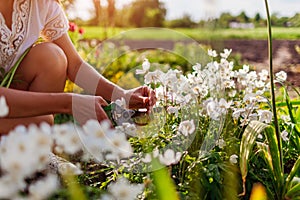 Gardener picking anemone flowers in spring garden. Close up of woman cutting blooms with pruner on flower bed. Gardening photo