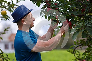 Gardener picking apples