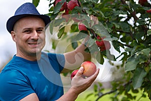 Gardener picking apples