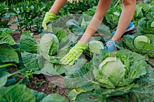 Gardener picking cabbage in autumn garden using pruner and putting crop in basket. Fall vegetables harvest