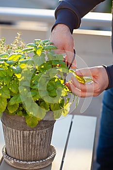 gardener picking lemon balm (melissa) in flowerpot on balcony