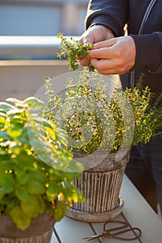 gardener picking thyme herb in flowerpot on balcony. urban container herb garden concept