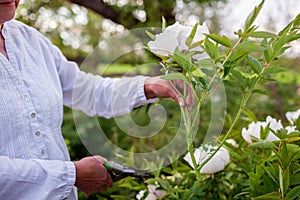 Gardener picking tree peonies flowers in spring garden. Woman cutting stem with pruner. Gardening. Close up