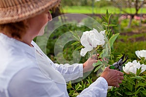 Gardener picking tree peonies flowers in spring garden. Woman cutting stem with pruner. Gardening. Close up