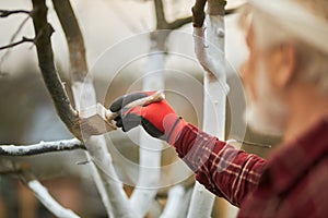 Gardener in plaid shirt working in orchard.