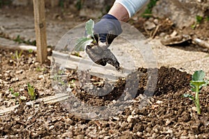 Gardener planting broccoli seedlings in freshly ploughed garden beds