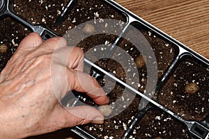 Gardener planting bulbils of Chinese yam, lat. Dioscorea opposita in reusable plastic tray on wooden table photo