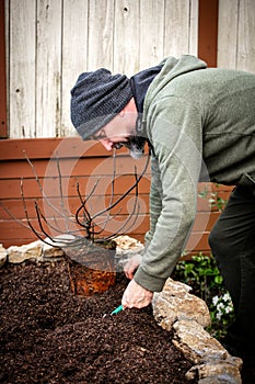 Gardener planting a ficus carica fig into a raised bed, garden and growth