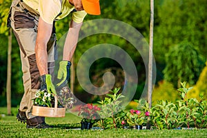 Gardener Planting Flowers