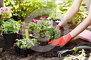 Gardener planting flowers in the garden, close up photo.