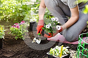 Gardener planting flowers in the garden, close up photo.