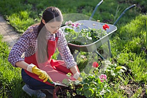 Gardener planting flowers in pot