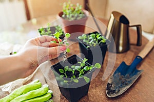 Gardener planting foxglove seedlings in small containers at home. Spring seasonal work. Growing flowers from seeds