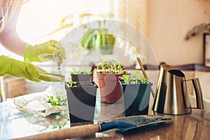 Gardener planting foxglove seedlings in small containers at home. Spring seasonal work. Growing flowers from seeds