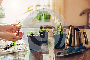 Gardener planting foxglove seedlings in small containers at home. Spring seasonal work. Growing flowers from seeds photo