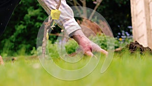 Gardener planting fruit trees in grass background