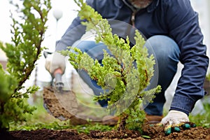 Gardener planting juniper plants in the yard. Seasonal works in the garden. Landscape design. Landscaping photo