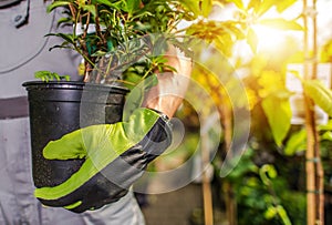 Gardener Planting Plants