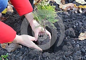 Gardener planting potted thuja saplings with roots in the hole garden