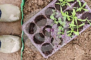 Gardener. Planting of purple basil in organic garden. Gardening in springtime.