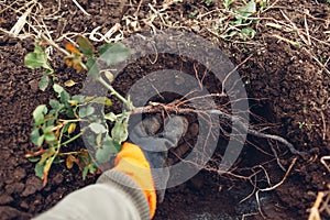 Gardener planting rose bush into soil outdoors. Autumn garden work. Putting roots in hole