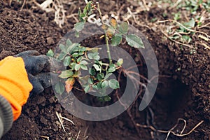 Gardener planting rose bush into soil outdoors. Autumn garden work. Putting roots in hole