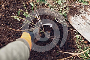 Gardener planting rose bush into soil outdoors using shovel. Autumn garden work. Putting roots in hole