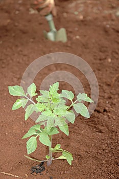 Gardener planting seedlings