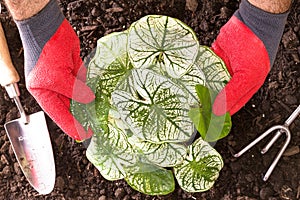 Gardener planting Shades of Innocence Caladium