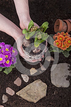 Gardener planting spring flowers