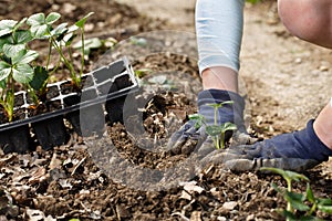 Gardener planting strawberry seedlings in freshly ploughed garden beds