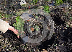 A gardener is planting Thuja occidentalis Smaragd or Emerald Green, American Arborvitae saplings from pots into soil in the