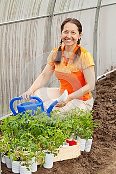 Gardener planting tomato spouts