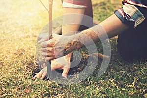 Gardener planting a tree