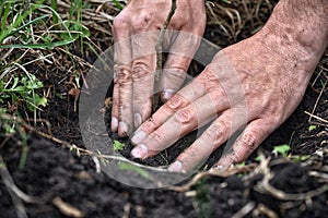 Gardener planting a young tree in the soil. Closeup hand of the gardener