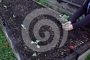 gardener plants cabbages in raised wooden bed. urban vegetable garden concept and home growing with young cabbage plants