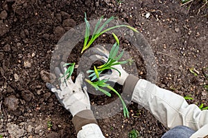 A gardener plants flower sprouts in an earthen hole on a spring day