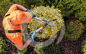 Gardener Plants Shaping Work