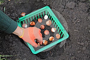 The gardener plants tulip bulbs in a basket in a hole