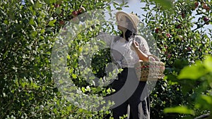 The gardener plucks apples from the tree and puts them in a basket.