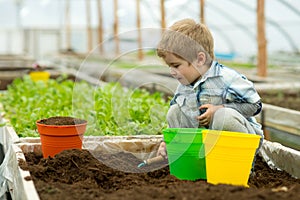 Gardener in polytunnel. gardener polytunnel greenhouse. small boy gardener working in polytunnel orangery. modern