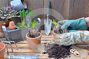 gardener potting a hyacinth flower in a flower pot with gardening equipment in wooden background