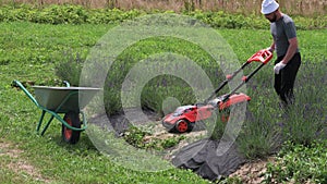 The gardener pours the mowed lawn from the box into the wheelbarrow. A man mows the lawn in a lavender field between