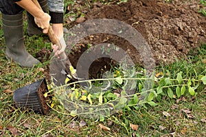 Gardener prepares a pit