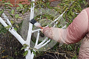 A gardener is preparing trees for winter by painting a fruit tree trunk and bark to protect it from sunburn using lime-based