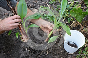 A gardener is propagating a potted dwarf cavendish banana plant by detaching young banana pups from a parent plant