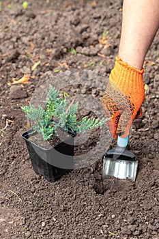 Gardener in protective gloves planting juniper plants in the yard with garden shovel. Seasonal works in the garden. Landscape