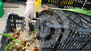 gardener prunes bulbs or tulip roots in a greenhouse or flower shop. March 8, Spring festival