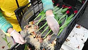gardener prunes bulbs or tulip roots in a greenhouse or flower shop. March 8, Spring festival