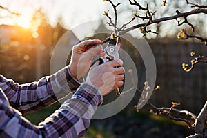 A gardener prunes a fruit tree